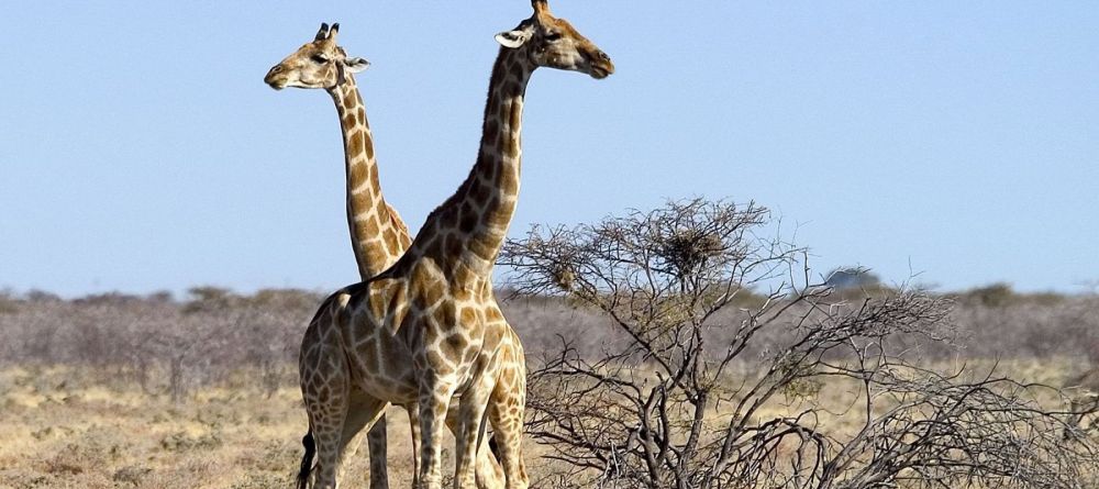 Onguma Bush Camp, Etosha National Park, Namibia - Image 3