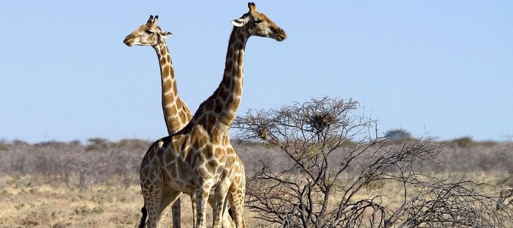 Onguma Treetop Camp, Etosha National Park, Namibia - Image 1