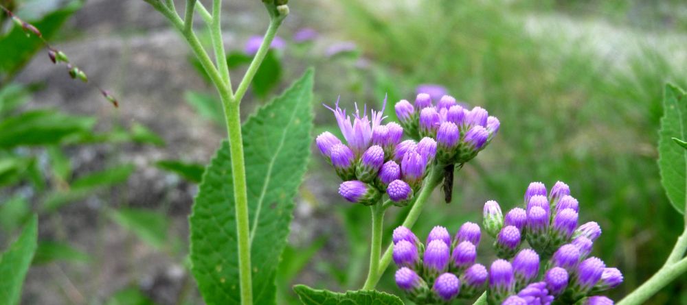 Local flowers at Mihingo Lodge, Lake Mburo National Park, Uganda (Mango Staff photo) - Image 7