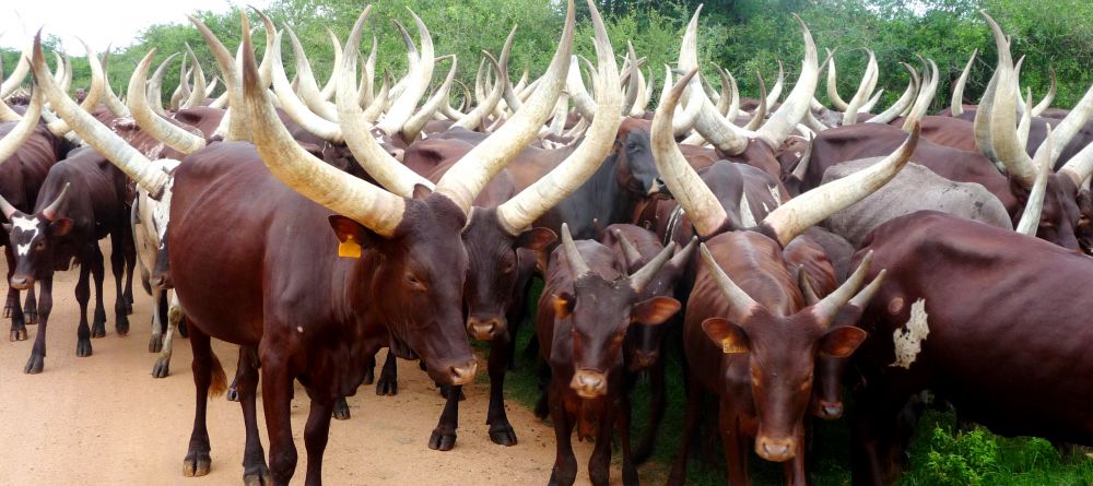 A herd of local livestock at Mihingo Lodge, Lake Mburo National Park, Uganda (Mango Staff photo) - Image 8