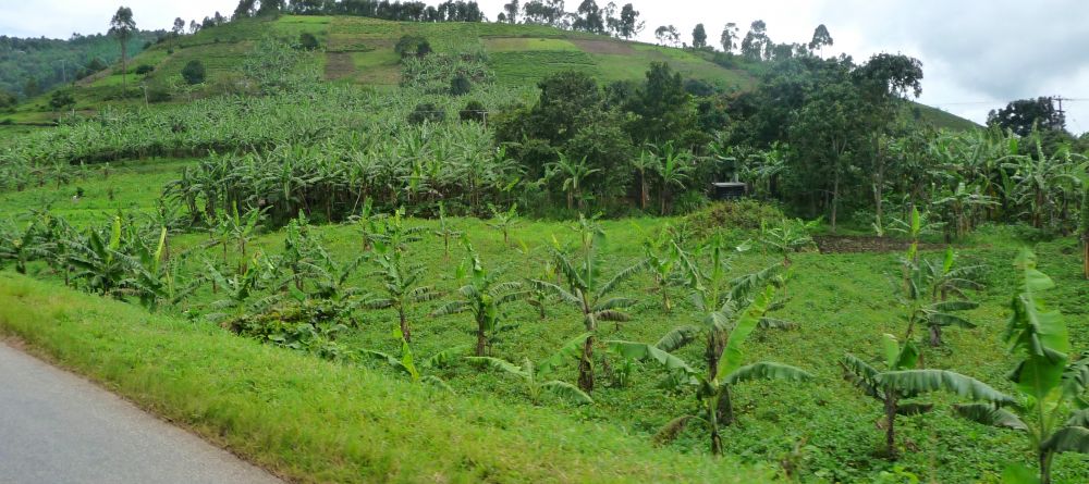 Surroundings at Mihingo Lodge, Lake Mburo National Park, Uganda (Mango Staff photo) - Image 6