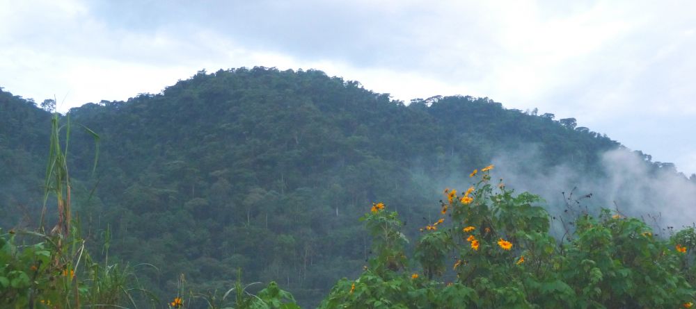 Beautiful flowers on the mountains at Buhoma Lodge Bwindi, Bwindi Impenetrable Forest, Uganda (Mango Staff photo) - Image 5