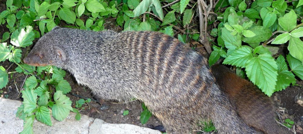 A visit from a local critter at Mweya Safari Lodge, Queen Elizabeth National Park, Uganda (Mango Staff photo) - Image 6