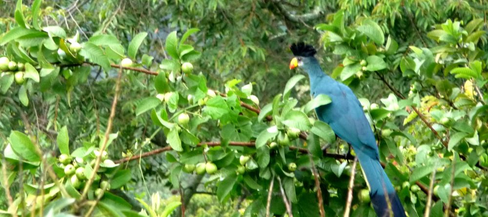 Stunning local bird life at Ndali Lodge, Kibale Forest National Park, Uganda (Mango Staff photo) - Image 8