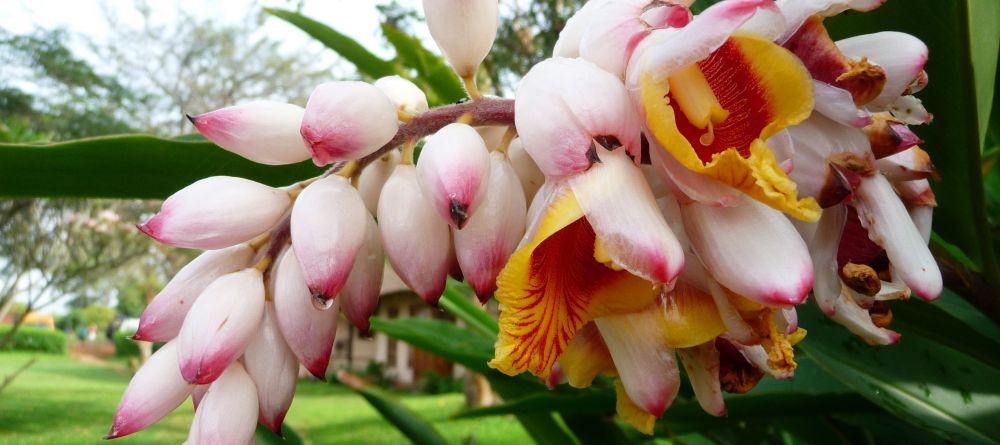 Beautiful gardens at Ndali Lodge, Kibale Forest National Park, Uganda (Mango Staff photo) - Image 16