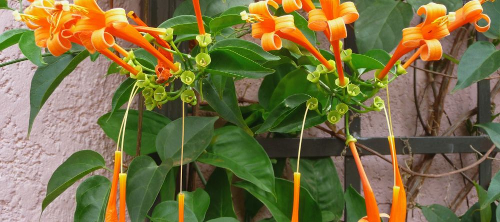 Garden splendor at Boma Lodge, Entebbe, Uganda (Mango Staff photo) - Image 15