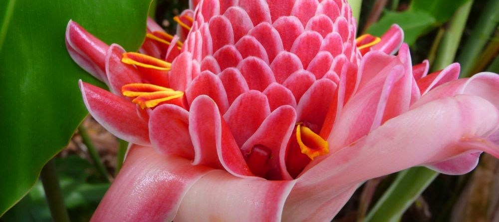Garden splendor at Boma Lodge, Entebbe, Uganda (Mango Staff photo) - Image 16