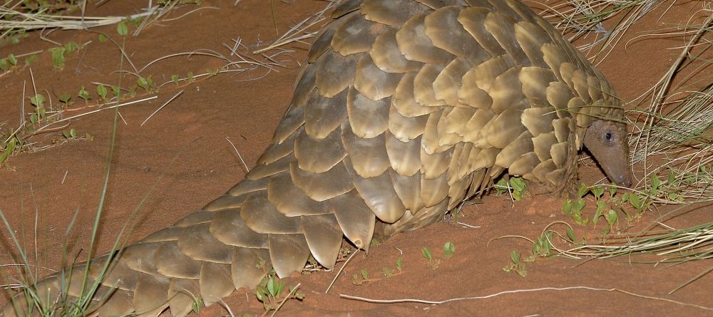 Pangolin- Tswalu Kalahari, Twsalu Kalahari, South Africa - Image 6