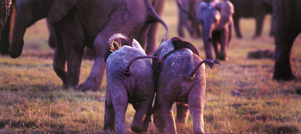 Gorah Elephant Camp, Addo Elephant National Park, South Africa - Image 8