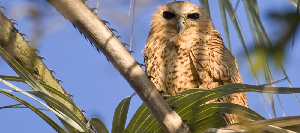 A fishing owl at Guma Lagoon Camp, Okavango Delta, Botswana - Image 7