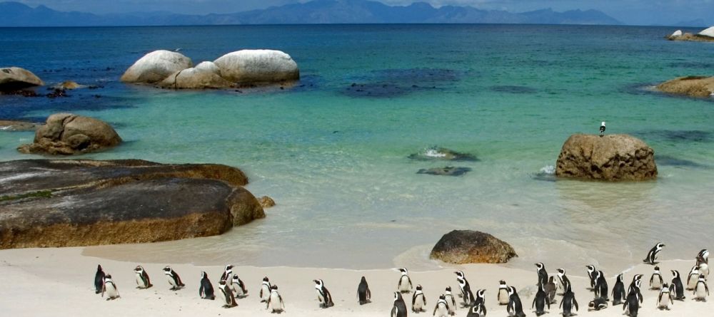 Penguins Boulders Beach - Image 7