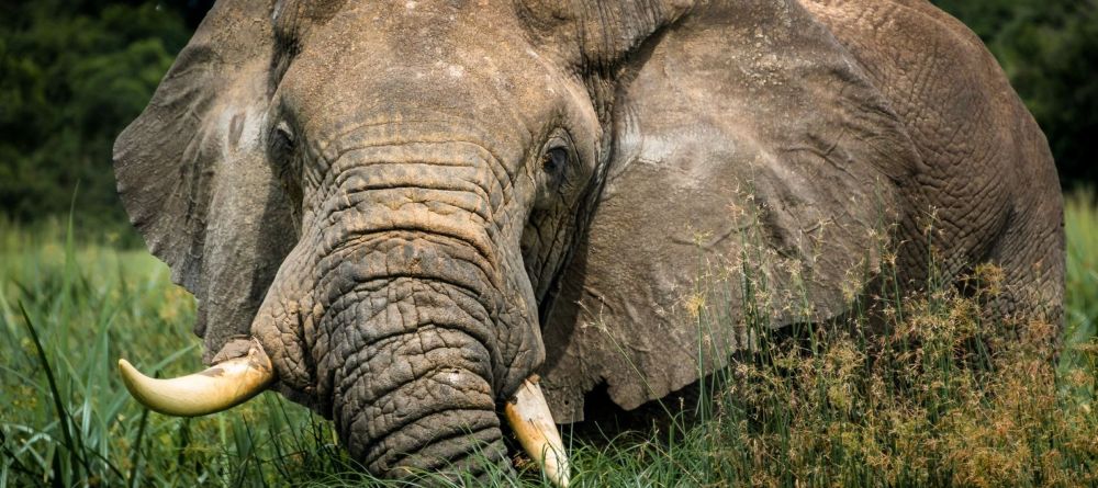 Bush Lodge - Elephant - Image 3