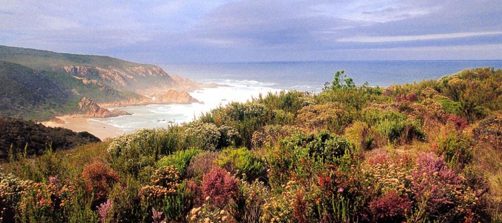 The coastline while flowering at Pezula Resort and Spa, Knysna, South Africa - Image 8