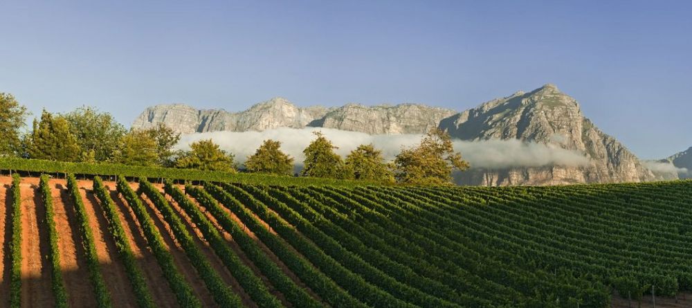 The beautiful Chardonnay Valley at Delaire Graff, Stellenbosch, South Africa - Image 9