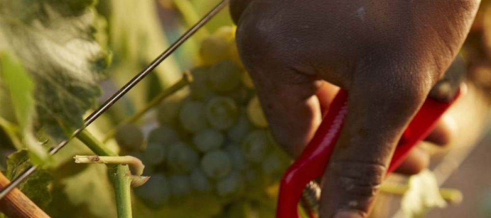 Harvesting grapes for white wine at Delaire Graff, Stellenbosch, South Africa - Image 11