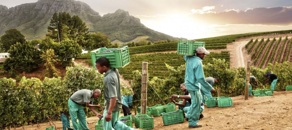 A busy harvest in the vineyard at Delaire Graff, Stellenbosch, South Africa - Image 12