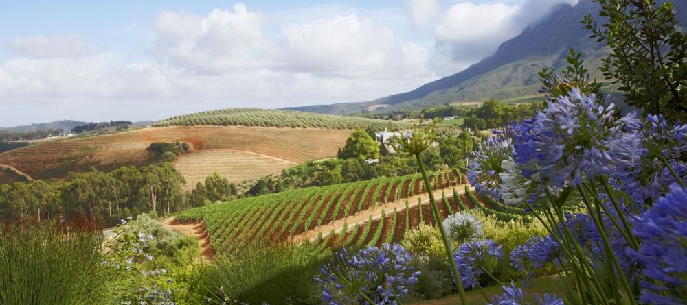 Delicate blooms in the gardens blend beautifully with the rows of the vineyard at Delaire Graff, Stellenbosch, South Africa - Image 7