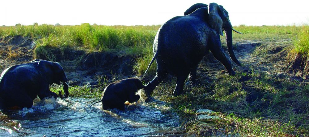 Chobe National Park Elephants - Image 13