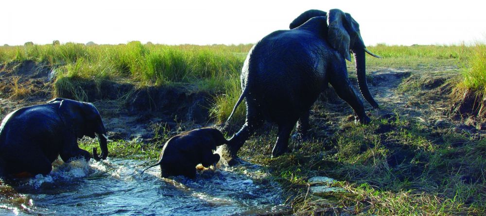 A family of elephants in Chobe National Park, Botswana - Image 9