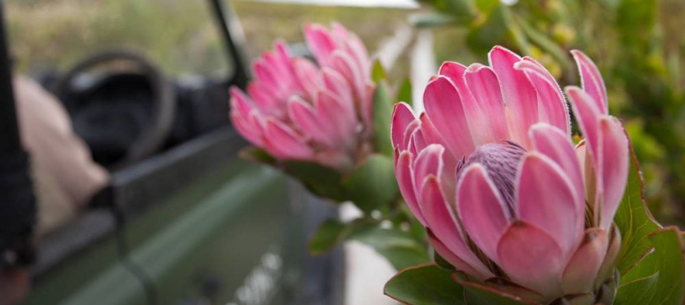 Pink Protea on a scenic drive - Image 16