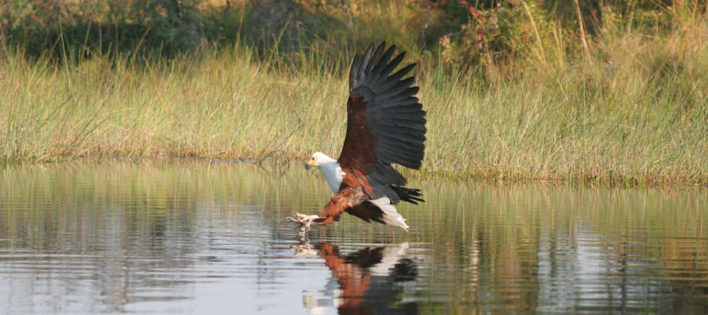 Pom Pom Camp, Okavango Delta, Botswana - Image 6