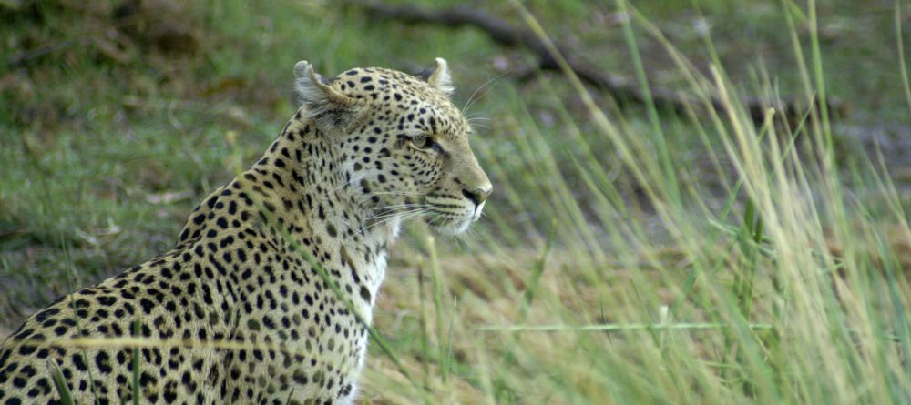 Pom Pom Camp, Okavango Delta, Botswana - Image 7