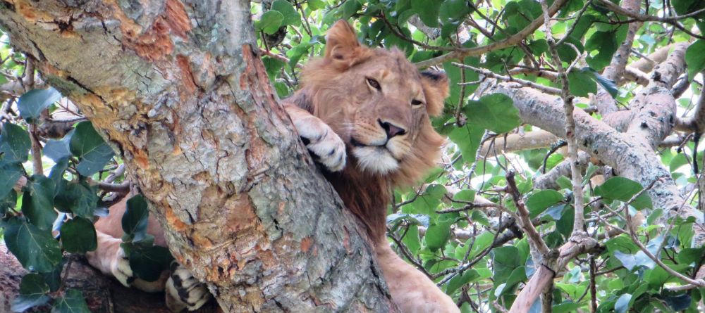 Guests can take a driving safari to see the tree climbing lions of Queen Elizabeth NP - Image 6