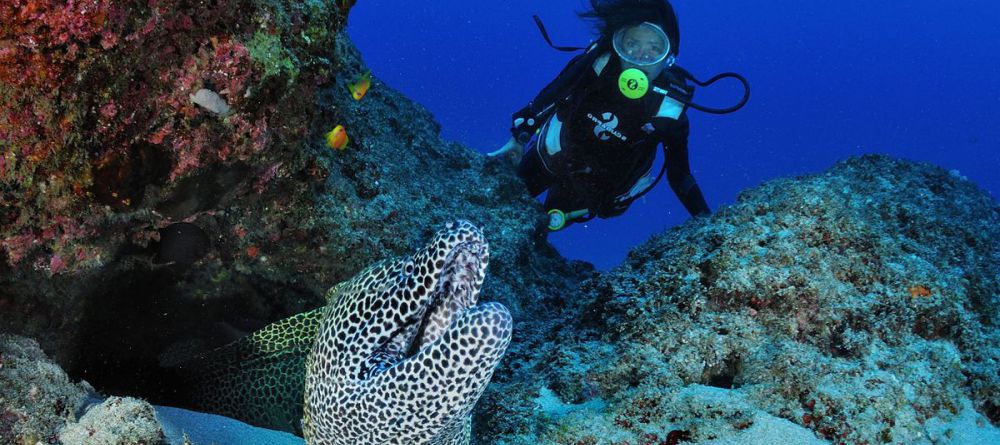 Reef Diving - Image 4