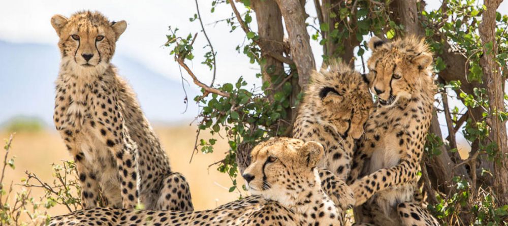 Cheetah Sighting in the Serengeti - Image 4