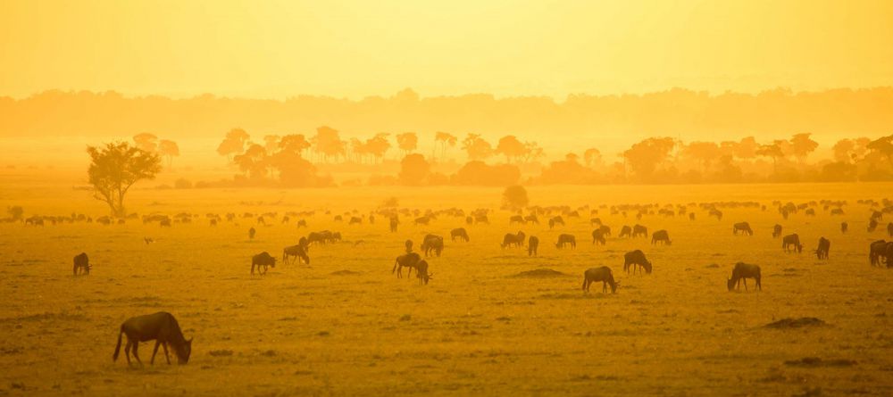 Great Wildebeest Migration - Image 6