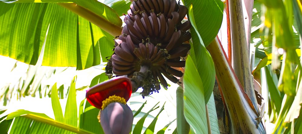 Red bananas at Arumeru River Lodge, Arusha, Tanzania - Image 3