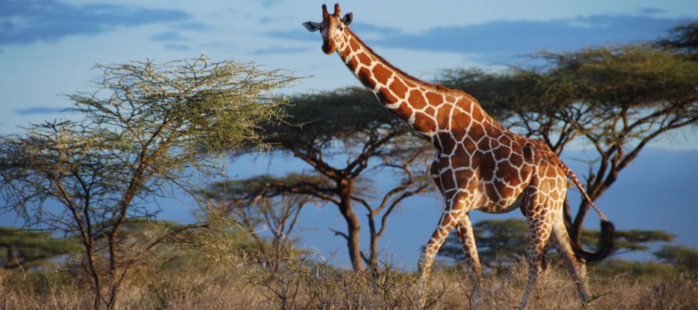 Loisaba Lodge, Laikipia, Kenya - Image 10