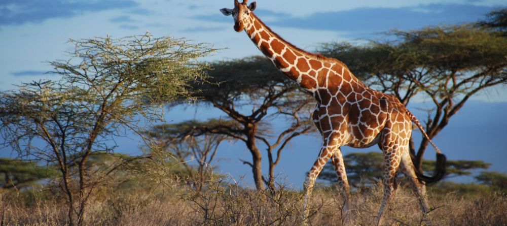 Sabuk Lodge, Laikipia, Kenya - Image 18