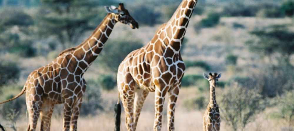 Reticulated Giraffe - Image 10