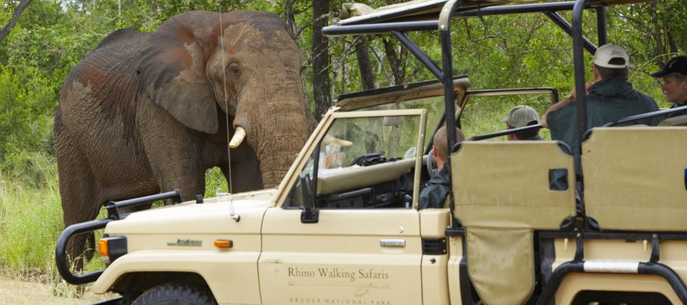 Rhino Walking Safaris - Drive with Elephants - Image 4