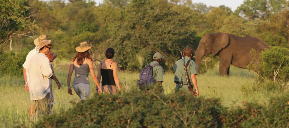 Rhino Walking Safaris - Walking with Elephants - Image 9