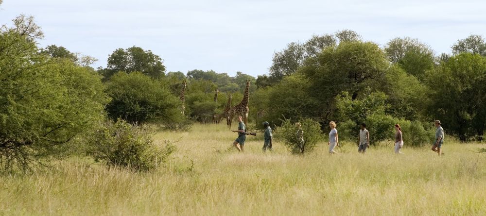 Rhino Walking Safaris - Walking with Giraffes - Image 10