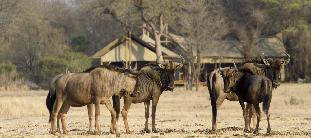 Rhino Walking Safaris - Wildebeests - Image 13