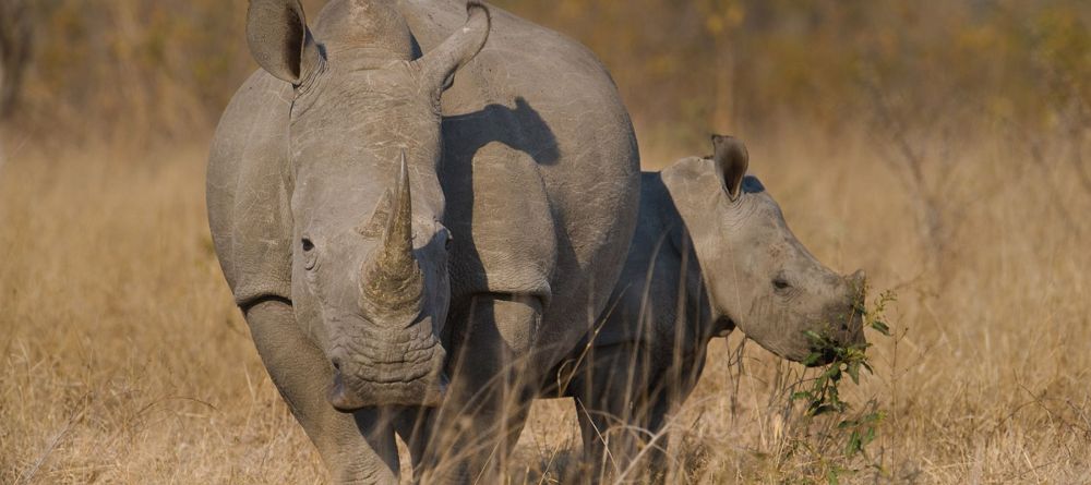 Sabi Sands Rhino - Image 9