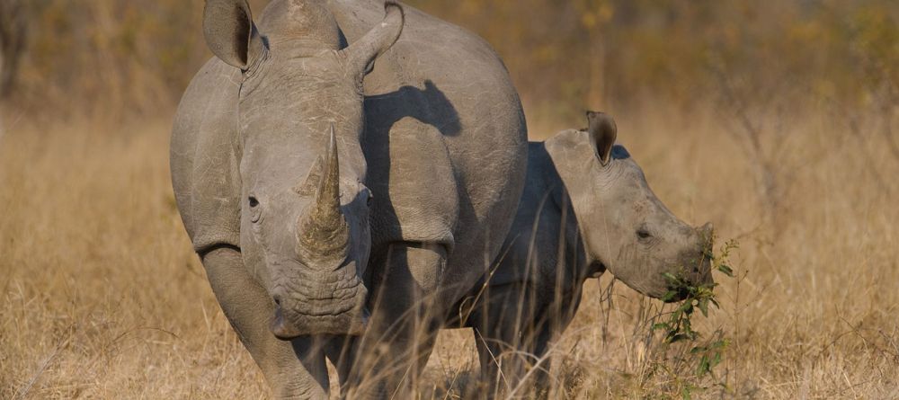 Sabi Sands Rhino - Image 3