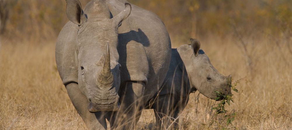 Sabi Sabi White Rhino - Image 21