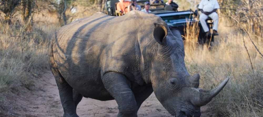 A rare encounter with a rhino at Royal Malewane, Kruger National Park, South Africa - Image 6