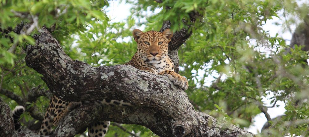 A leopard relaxes in a tree at Royal Malewane, Kruger National Park, South Africa - Image 4