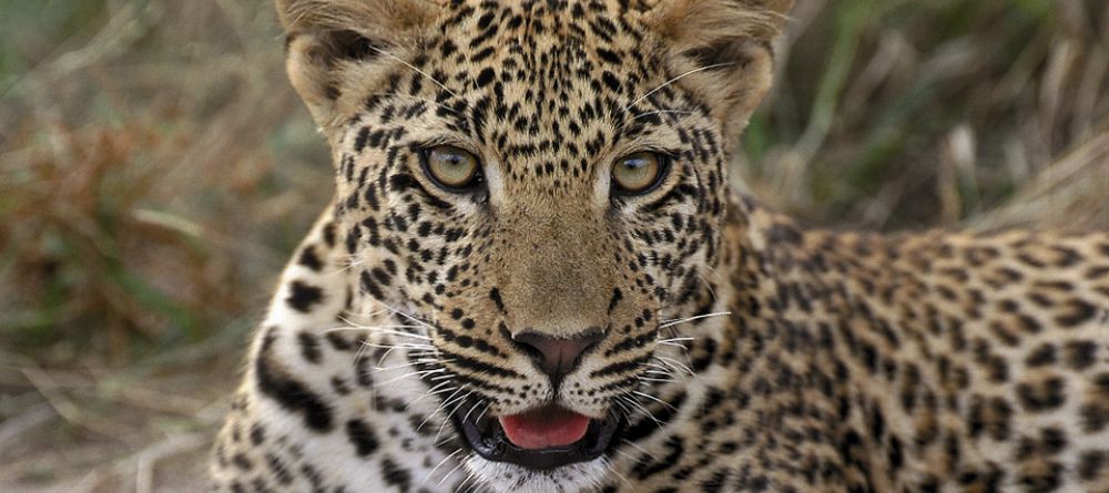 A leopard waits patiently at Royal Malewane, Kruger National Park, South Africa - Image 25