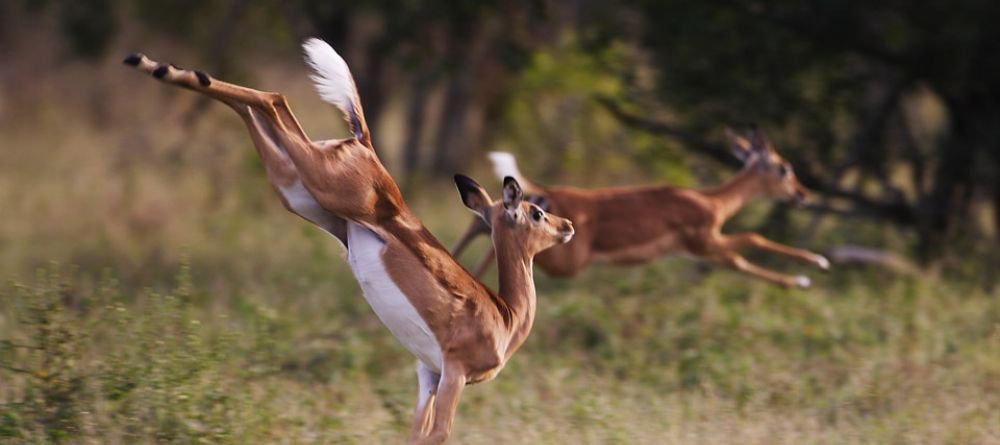 A springy impala flees from predators at Royal Malewane, Kruger National Park, South Africa - Image 23