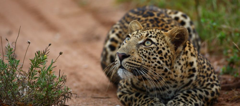 A curious leopard at Royal Malewane, Kruger National Park, South Africa - Image 18