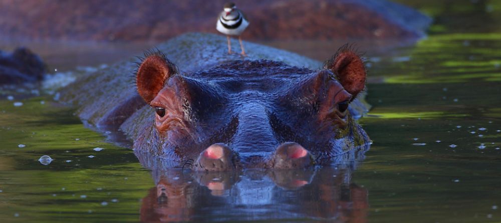 A hippo and his friend at Royal Malewane, Kruger National Park, South Africa - Image 17