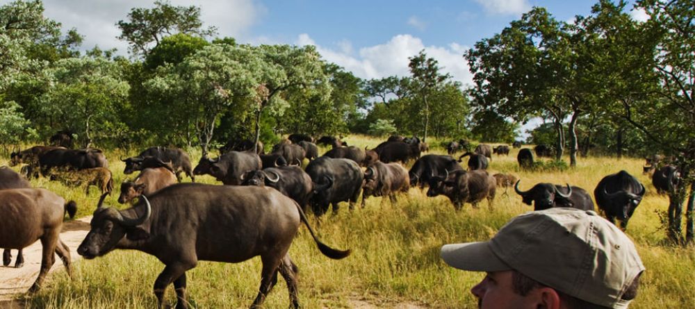 An up-close encounter with the herds during a game drive at Royal Malewane, Kruger National Park, South Africa - Image 16