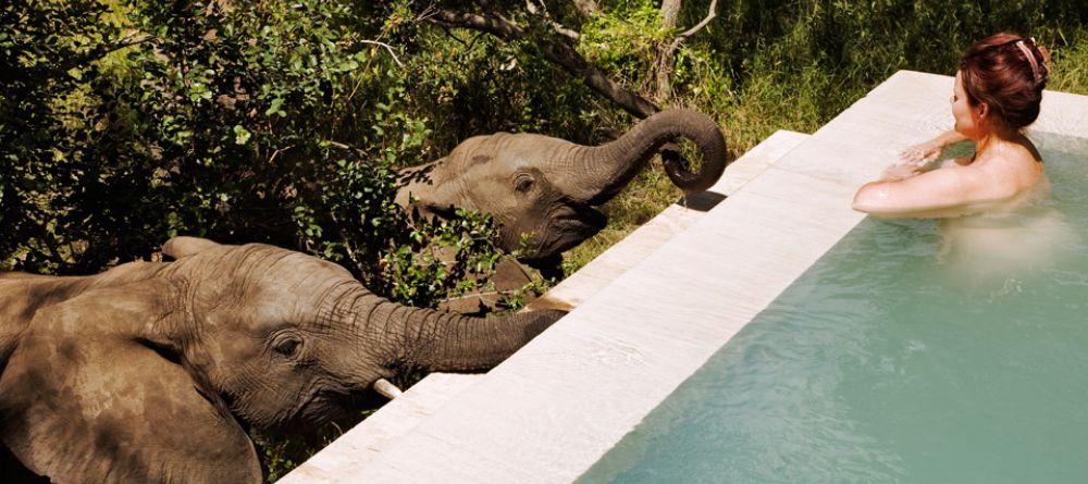 A pair of charming elephants taking a drink from the pool at Royal Malewane, Kruger National Park, South Africa - Image 13