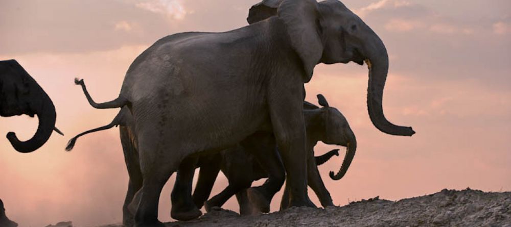 Robin Pope Walking Safari elephants at dusk - Image 1